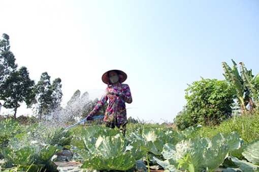 Hậu Giang: Tất bật sản xuất nông sản, hoa tết