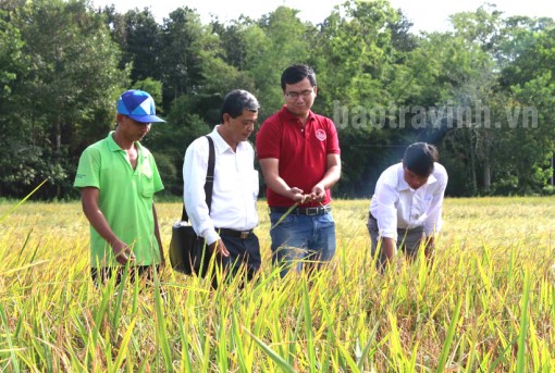 Trà Vinh: Thắt chặt liên kết, tăng hiệu quả hợp tác xã nông nghiệp