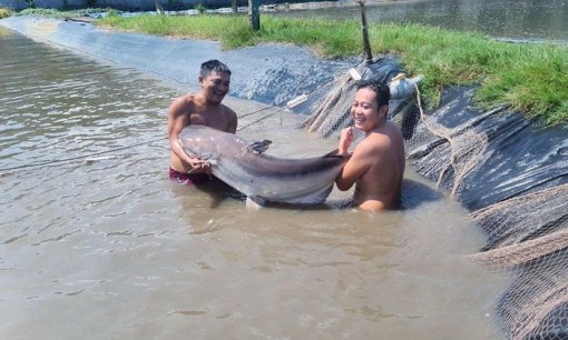 'Báu vật' dưới ao của thanh niên miền Tây, mỗi năm thu vài tỷ