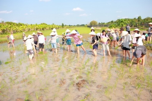 Festival lúa gạo Việt Nam lần thứ V: Cơ hội giao thương, kết nối