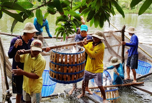 Ngành nông nghiệp An Giang duy trì tốc độ tăng trưởng khá