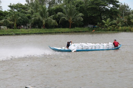 Đồng Tháp: Giá cá tra nguyên liệu tăng nhẹ