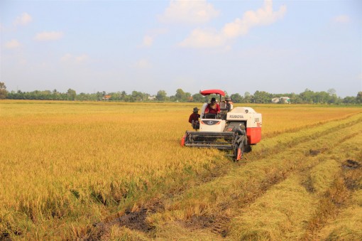 Long An: Giá nếp giảm, nông dân có lợi nhuận thấp