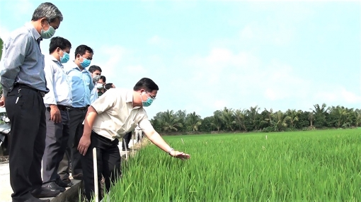 TX. Tân Châu nỗ lực phục hồi kinh tế