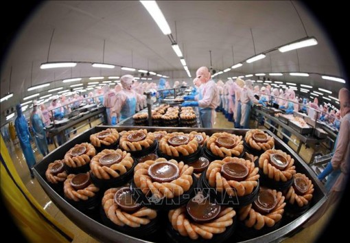 Tôm vẫn là 'át chủ bài' của xuất khẩu thủy sản những năm tới