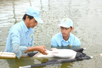 Nâng tầm cá Việt