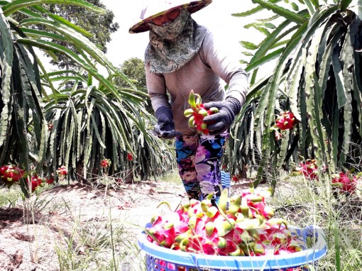 Long An: Thanh long rục rịch đi bằng “công biển” sang Trung Quốc