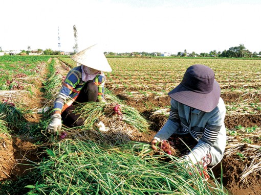 Trồng hành tím bán Tết