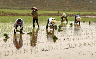 Tăng gần 23.000 ha có nước cho gieo cấy vụ Đông Xuân 2021-2022