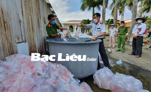 Bạc Liêu: Bắt và tiêu hủy gần 5,3 triệu con tôm giống chưa qua kiểm dịch