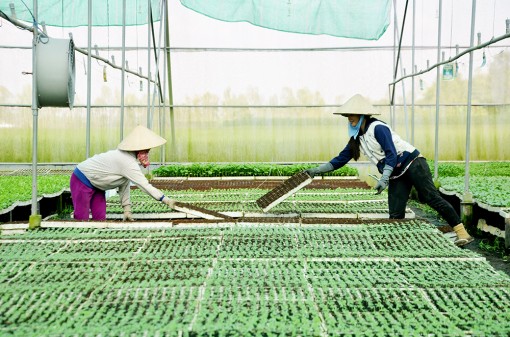 Châu Thành: Sản xuất thích ứng biến đổi khí hậu, dịch bệnh