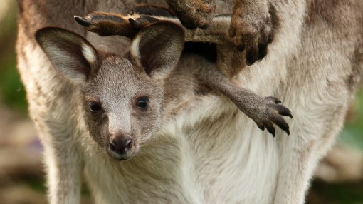 Khám phá điều đặc biệt bên trong túi của kangaroo mẹ