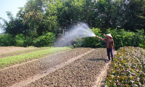 Long An: Nhà vườn thấp thỏm lo đầu ra hoa màu tết