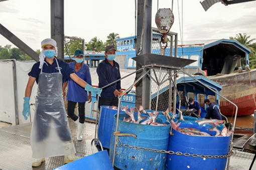 Hậu Giang: Toàn tỉnh có 42 doanh nghiệp xuất nhập khẩu