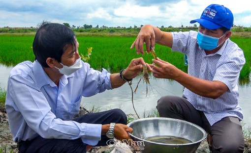 Cà Mau: Thêm một năm vượt khó