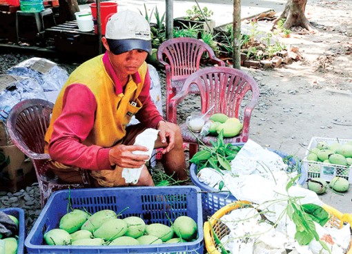 Cần Thơ: Giá xoài Đài Loan giảm mạnh, xoài cát Hòa Lộc tăng