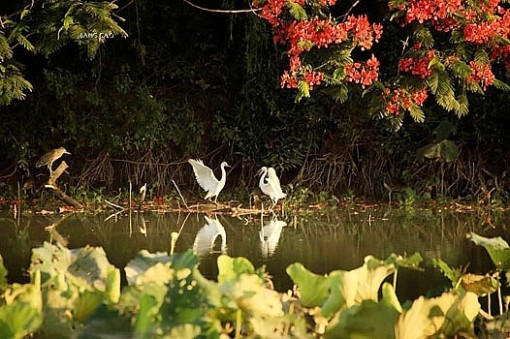 Đảo cò giữa lòng thành phố