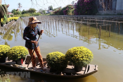 Đồng Tháp: Cúc mâm xôi Sa Đéc hút hàng trong dịp cận Tết