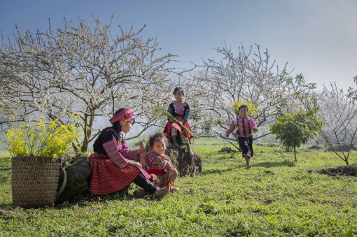 Hoa mận nở "trắng trời" đẹp như cổ tích ở Mộc Châu