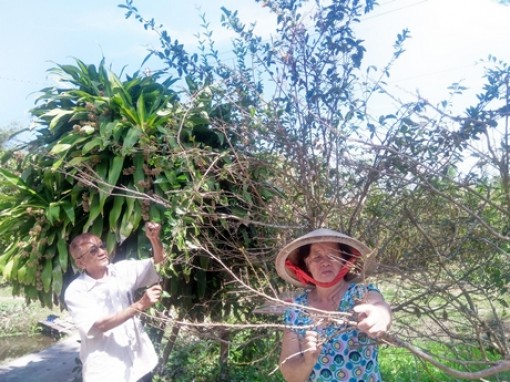 Nhớ ngày rằm tháng Chạp lặt lá mai