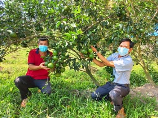 Trồng cam sành, xây nông thôn mới