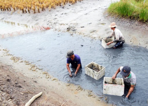 Cà Mau: Trúng mùa vụ tôm càng xanh nuôi trong ruộng lúa, con nào cũng tươi rói, bán được giá