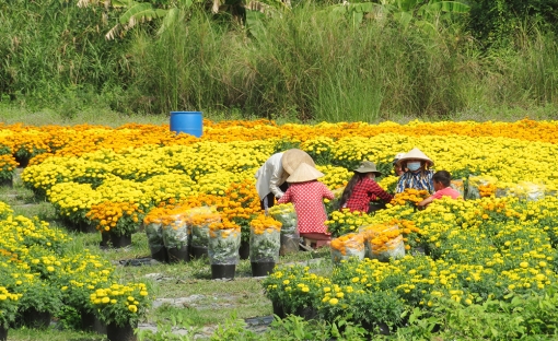 Từ “Tết COVID” đến Tết Nguyên đán