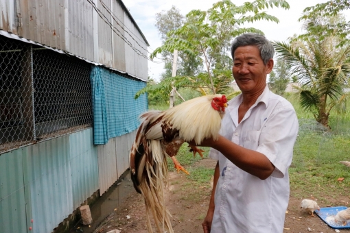 Đam mê gà cảnh