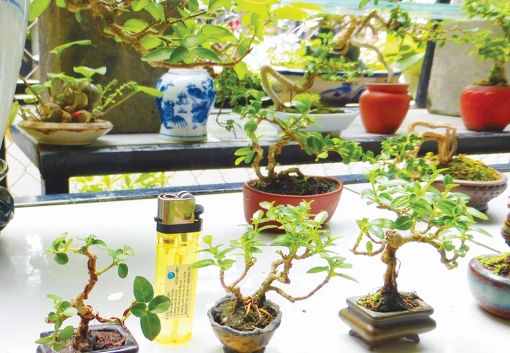 Chơi kiểng bon-sai - thú vui tao nhã