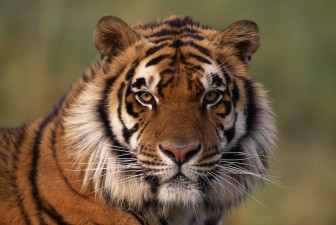 Lý do hổ được gọi là ‘vua của muông thú’