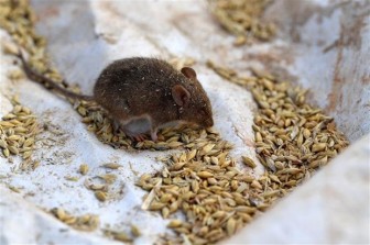 Thêm bằng chứng củng cố giả thuyết biến thể Omicron bắt nguồn từ chuột