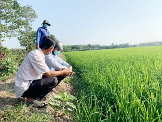 Sản xuất gạo sạch theo tiêu chuẩn quốc tế