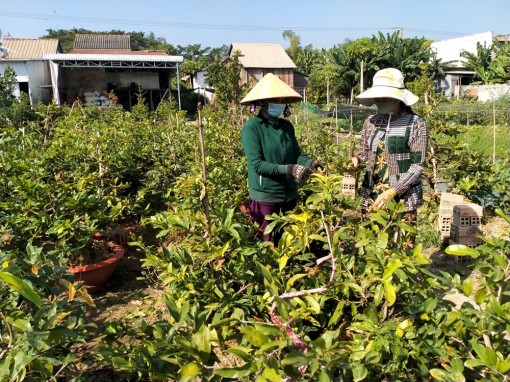 Cây mai vàng trên đất lúa