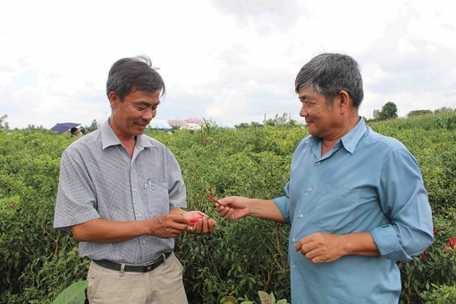 Tân Châu đưa việc học tập Bác trở thành công việc tự giác, thường xuyên