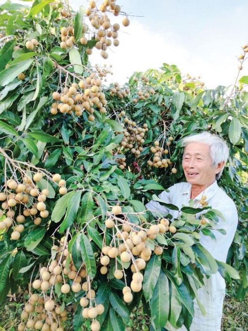 Giá xoài và nhãn khởi sắc