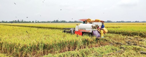 Cần Thơ: Thúc đẩy cơ giới hóa trong sản xuất nông nghiệp