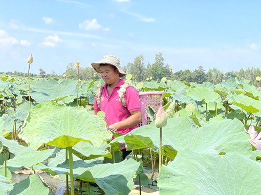 Để phát triển bền vững ngành hàng sen Đồng Tháp