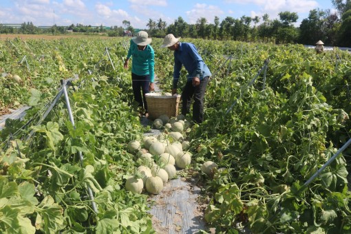 Cần Thơ: Đổi mới, nâng cao hiệu quả sản xuất nông nghiệp