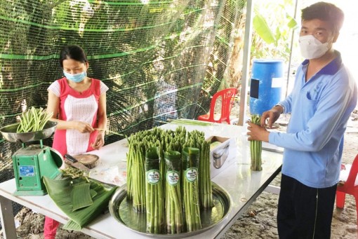 Măng tây xanh Ri Bo Cần Thơ