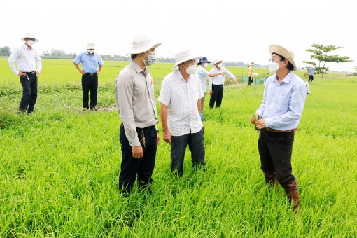 “Mặt ruộng không dấu chân” - mô hình canh tác lúa an toàn