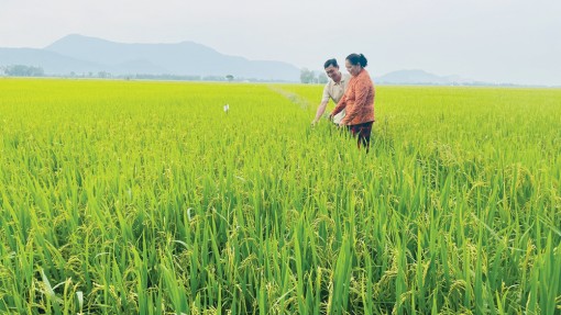 Làm giàu từ cây lúa