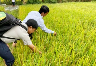 Phú Tân: Vận động người dân tham gia liên kết tiêu thụ lúa, nếp để sớm đạt mục tiêu 1.000ha