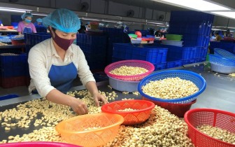 Việt Nam tiếp tục đứng đầu thế giới về xuất khẩu nhân điều