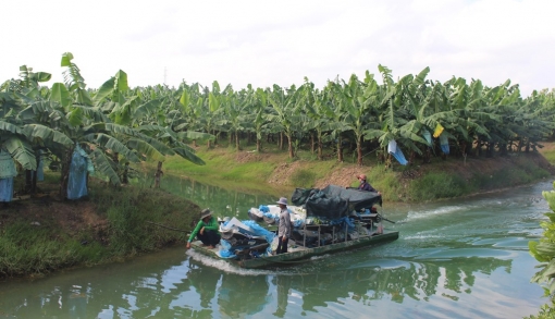 An Giang tăng cường liên kết trong nông nghiệp