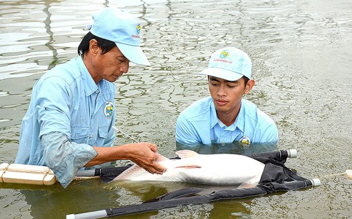 Xây dựng chuỗi giá trị cá tra bền vững