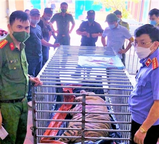 Người đàn ông nuôi nhốt 14 con hổ trong hầm nhà bị phạt 7 năm tù