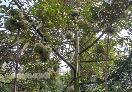 Bến Tre: Xây dựng và hình thành vùng sản xuất cây ăn trái đạt chứng nhận VietGAP