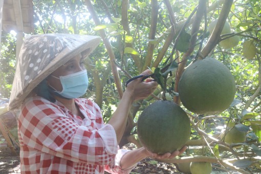 Long An: Vươn lên làm giàu nhờ trồng bưởi da xanh