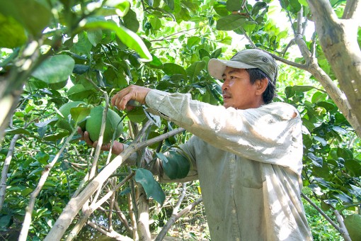 Nông dân Châu Thành thi đua sản xuất - kinh doanh giỏi