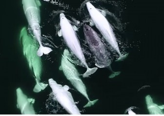Đàn cá voi nhận nuôi kỳ lân biển
